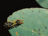 Mottled Cup Moth Caterpillar on Eucalyptus Leaf