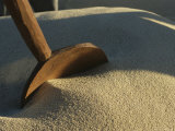 Buy Teff Harvest at AllPosters.com