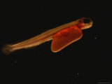 An Atlantic Salmon Fish in the Alevin Stage