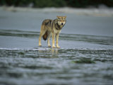 Gray Wolf on Shore of Vargas Island