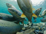 Wild Atlantic Salmon Make Their Way Upstream Through Clear Waters