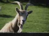 Goat on Farm Looking over a Fence