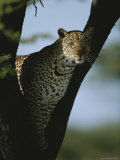 An Alert Leopard in the Fork of a Tree