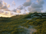 Sea Oats, Dunes, and Beach at Oregon Inlet