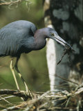Little Blue Heron (Egretta Caerulea), with Frog, Corkscrew Swamp, Fl