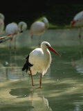 A European White Stork Wades with Chilean Flamingos in Shallow Pool