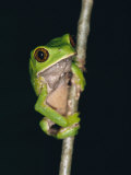 A Tree Frog with Big Eyes Clings to a Twig