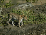 A Leopard on a Rocky Outcropping