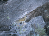 Buy A Klipspringer Climbs a Rocky Crevass at AllPosters.com