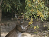 Gray Kangaroo Feeding on Wattle Flowers