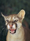 A Portait of a Snarling Puma