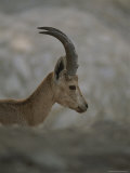 Profile of an Ibex, a Wild Goat That Dots the Israeli Countryside