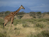 A Reticulated Giraffe Strides Across the Samburu Savanna Photographic Print