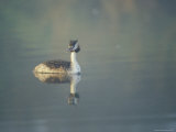 Great Crested Grebe in Breeding Plumage in Morning Mist
