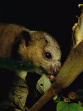 Buy A Kinkajou Laps up Balsa Blossom Nectar from a Hole Created by Parakeets at AllPosters.com