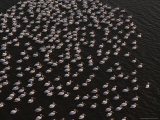 Aerial View of White Pelicans in the Waters of the Mississippi Delta