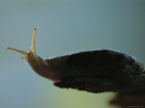 Buy Close View of a Banana Slug at AllPosters.com