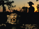 A Jaguar Pelt Taken by a Local Cattle Rancher