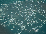 An Aerial View of a Large Pod of Beluga Whales