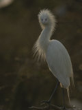 A Reddish Egret in its White Phase