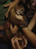 Buy A Pet Kinkajou in the Arms of Children in Parque Natural Metropolitano at AllPosters.com