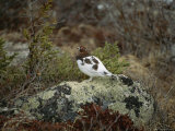 A Willow Ptarmigan Standing on a Lichen Covered Rock