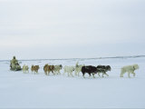 A Dogsledder and His Team Near Hudson Bay