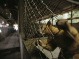 Buy A Pet Kinkajou Hangs on its Cage at Parque Natural Metropolitano at AllPosters.com