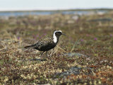 Male American Golden Plover, Pluvialis Dominica, in Breeding Plumage