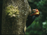 A Male Waldens Hornbill Delivers Food to its Nest