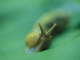 Buy Close View of a Banana Slug at AllPosters.com
