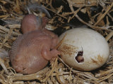 Australian Pelican Chick in Nest with Hatching Egg
