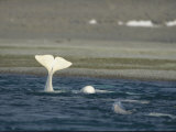 A Beluga Whale Lifts its Tail from the Water