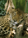A Jaguar Rests on the Jungle Floor