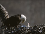 An American Bald Eagle and Chick