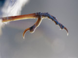Close View of Fairy Wren Foot