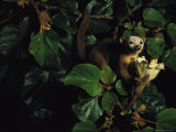 Buy A Kinkajous Face is Covered in Pollen from its Head-Diving Eating Practices at AllPosters.com