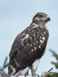A Ferruginous Hawk, Buteo Regalis