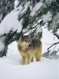 A Gray Wolf Stands under a Snow-Laden Pine Tree Limb