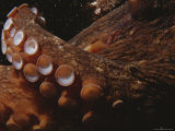 Close View of Octopus Tentacles with Suction Cups