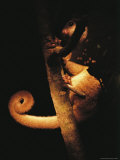 Buy A Kinkajou Peaks Through Leaves as it Rests on a Limb at AllPosters.com