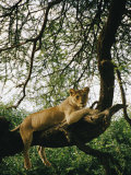 A Lion (Panthera Leo) Relaxes on a Tree Branch
