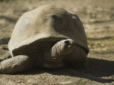 Buy A Large Tortoise Ambles Across Dry Earth at AllPosters.com