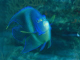 Buy A Graceful Angelfish Swims in the Tropical Waters of Fiji at AllPosters.com