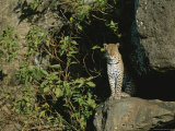 A Female Leopard at the Entrance to Her Den