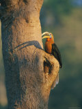 A Rufous-Necked Hornbill, Aceros Nipalensis, Perches Outside its Nest