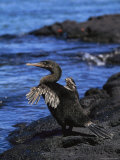 Galapagos Flightless Cormorant Bird