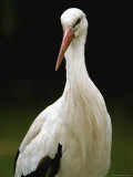 A Portrait of a European White Stork