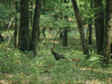 A Wild Turkey Hen in Watoga State Park, West Virginia