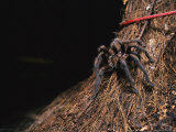 A Tarantula Sits on a Tree Trunk Near a Climbers Rope